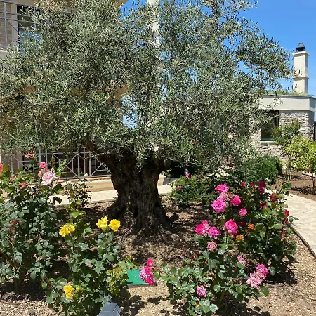 V&v روغوزنيكا